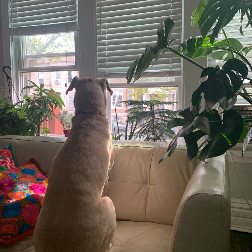 Meet your Posher, Anne